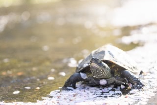 「カメの仲間」のサムネイル画像