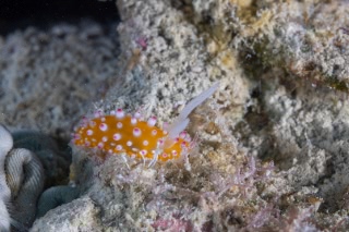 「無題」のサムネイル画像