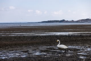 「オオハクチョウ(大白鳥)」のサムネイル画像