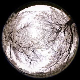 「ソメイヨシノ(染井吉野)」のサムネイル画像