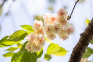 「ギョイコウ(御衣黄)」のサムネイル画像