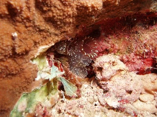 「ホヤの仲間」のサムネイル画像