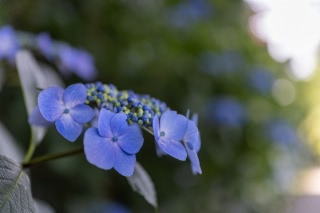 「ガクアジサイ(額紫陽花)」のサムネイル画像