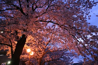 「ソメイヨシノ(染井吉野)」のサムネイル画像