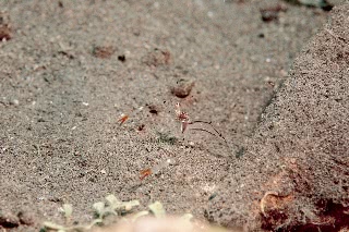 「オシャレカクレエビ」のサムネイル画像