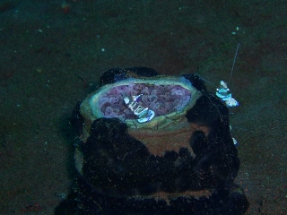 「オドリカクレエビ」のサムネイル画像