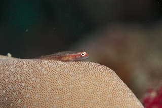 「ハゼの仲間」のサムネイル画像