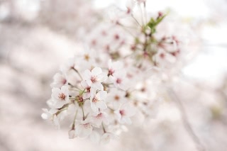 「ソメイヨシノ(染井吉野)」のサムネイル画像