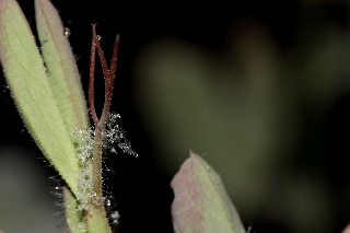 「スイートピー(カオリエンドウ,ジャコウレンリソウ,ジャコウエンドウ)」のサムネイル画像