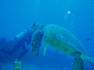 「アオウミガメ(Green turtle)」のサムネイル画像