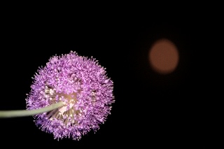 「ギガンチューム(ギガンジウム)」のサムネイル画像