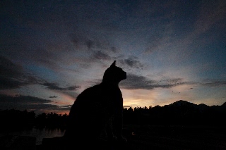 「ネコ」のサムネイル画像