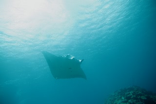 「ナンヨウマンタ」のサムネイル画像