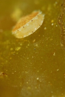 「ホタテガイ」のサムネイル画像