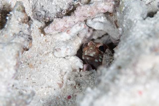 「無題」のサムネイル画像