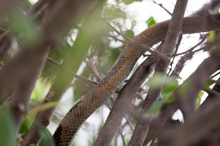 「アオダイショウ」のサムネイル画像