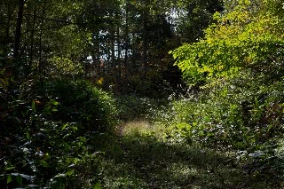 「無題」のサムネイル画像