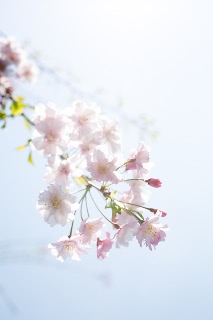 「シダレザクラ」のサムネイル画像