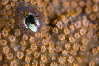 「カンザシヤドカリ(Coral Hermit Crab)」のサムネイル画像