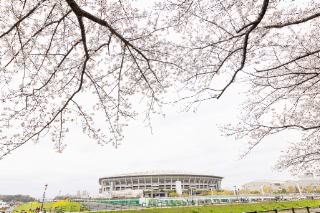 「ソメイヨシノ(染井吉野)」のサムネイル画像