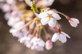 「ソメイヨシノ(染井吉野)」のサムネイル画像