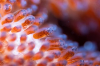 「クマノミ(Anemonefish)」のサムネイル画像