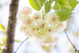 「ギョイコウ(御衣黄)」のサムネイル画像