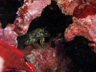 「セミエビ」のサムネイル画像