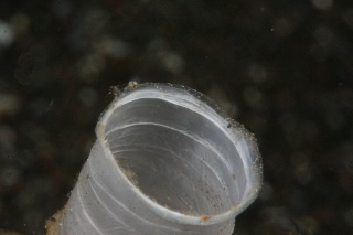 「無題」のサムネイル画像