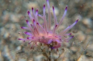 「セスジミノウミウシ」のサムネイル画像