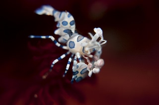 「フリソデエビ(Harlequin shrimp)」のサムネイル画像