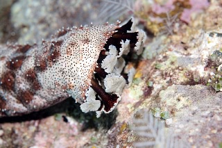 「クロエリナマコ(Graffiti sea cucumber,クロテナマコ,オハグロナマコ)」のサムネイル画像