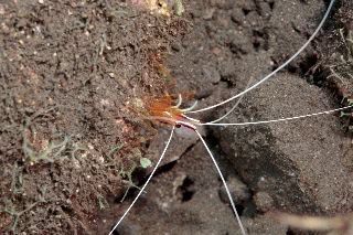 「アカシマシラヒゲエビ(アカスジモエビ,white-banded cleaner shrimp)」のサムネイル画像