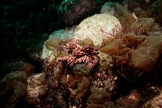 「ウミシダの仲間(sea feather)」のサムネイル画像