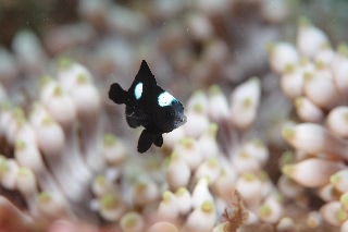 「ミツボシクロスズメダイ(Three-spot Humbug)」のサムネイル画像