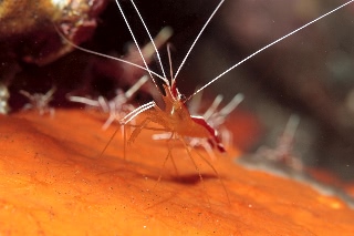 「アカシマシラヒゲエビ(アカスジモエビ,white-banded cleaner shrimp)」のサムネイル画像