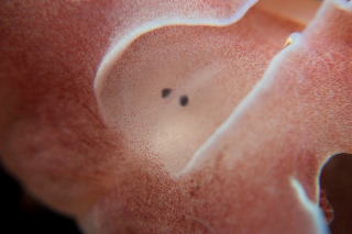 「ミスガイ」のサムネイル画像