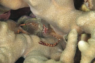 「ホヤカクレエビ属の一種」のサムネイル画像