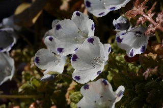 「ネモフィラ」のサムネイル画像