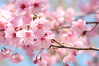 「ヨウコウザクラ(陽光桜)」のサムネイル画像