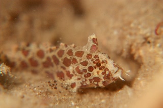 「アゴヒゲオコゼ属の仲間」のサムネイル画像