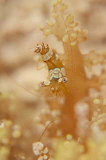 「イソギンチャクモエビ」のサムネイル画像