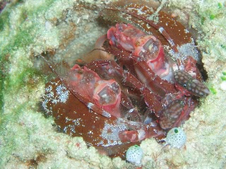 「Giant mantis shrimp」のサムネイル画像