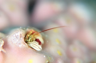 「カンザシヤドカリ(Coral Hermit Crab)」のサムネイル画像