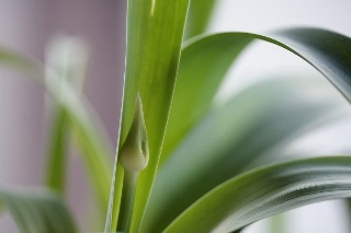 「ギガンチューム(ギガンジウム)」のサムネイル画像