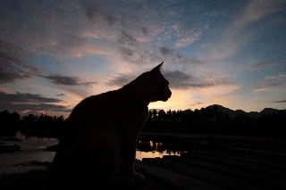 「ネコ」のサムネイル画像