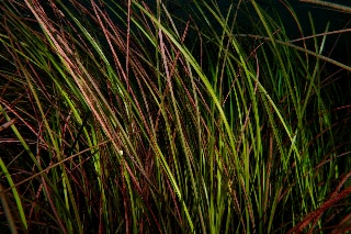 「アマモ」のサムネイル画像