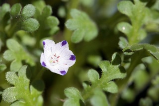 「ネモフィラ」のサムネイル画像