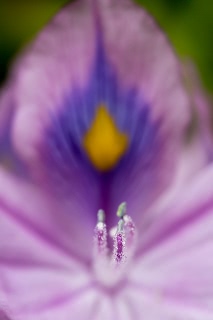 「ホテイアオイ」のサムネイル画像