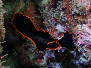 「アカククリ(Long finned batfish,Dusky batfish)」のサムネイル画像